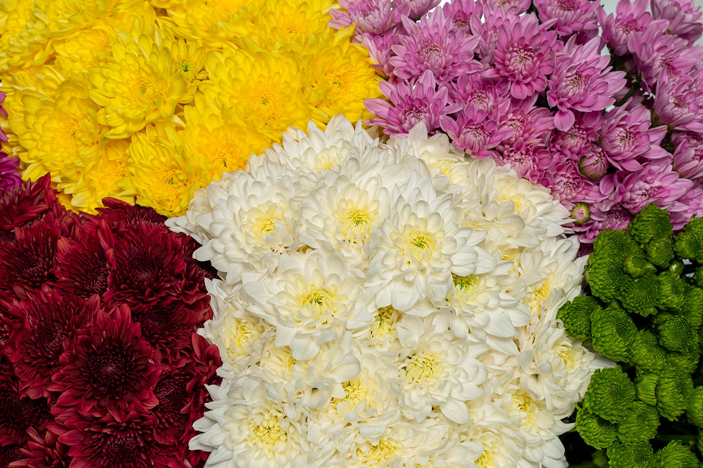 Chrysanthemums