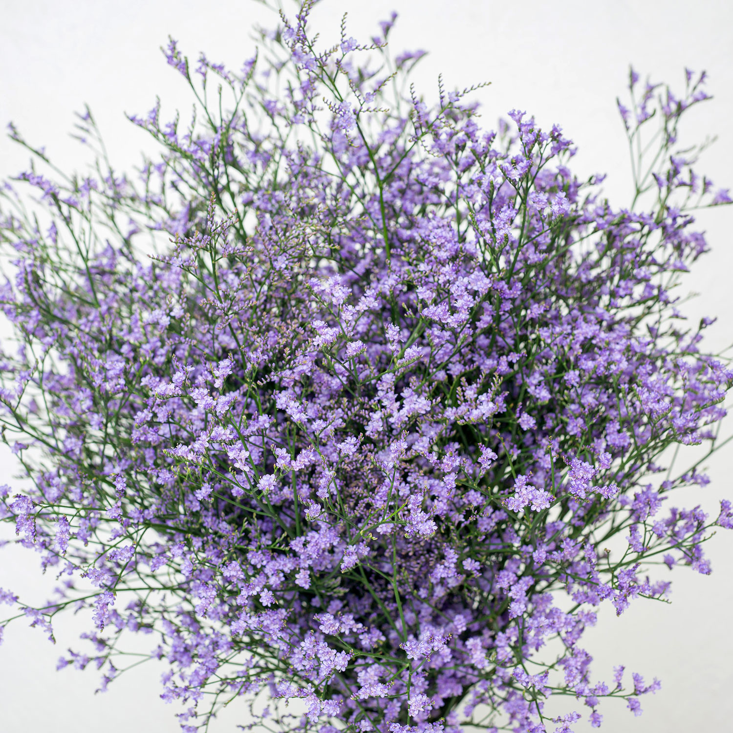 Limonium